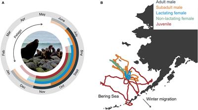 Practical Application of a Bioenergetic Model to Inform Management of a Declining Fur Seal Population and Their Commercially Important Prey